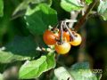 Solanum villosum